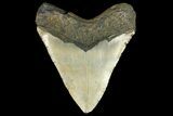 Fossil Megalodon Tooth - North Carolina #158208-2